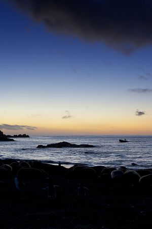 Gold Harbour, South Georgia Island 016.jpg